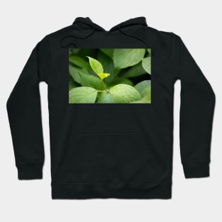 Water drops on green leaves after rain Hoodie